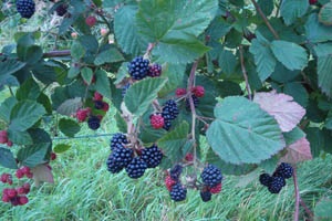 Chester Thornless blackberry 