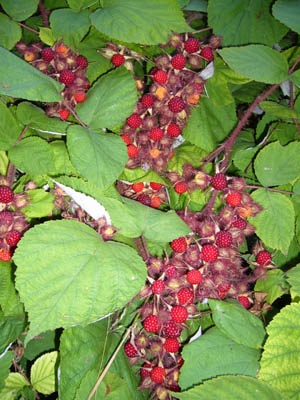 Japanese Wineberry