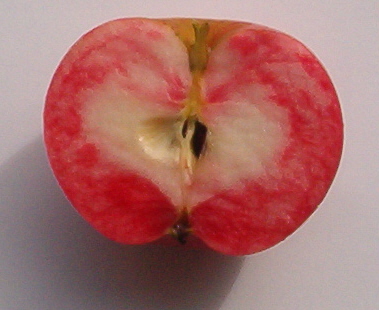 Discovery apple