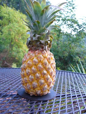 Victoria pineapple