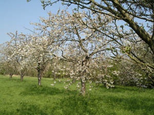 Rivers orchard restored
