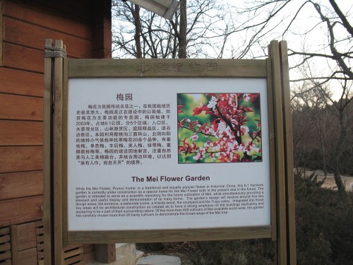Beijing Botanic Garden: the collection of 'Prunus mume'