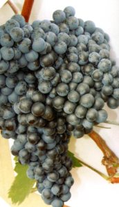 Dornfelder grape