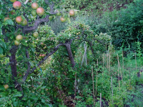 Espalier from the 1940s in a St Ann's Allotment