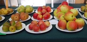 First prize in award for nine plates of apples and pears won by Adrian Baggaley