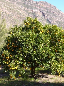Orange trees growing in South Africa 