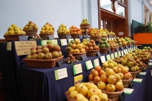 Pear exhibit from RHS Gardens Wisley