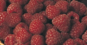 raspberries 2