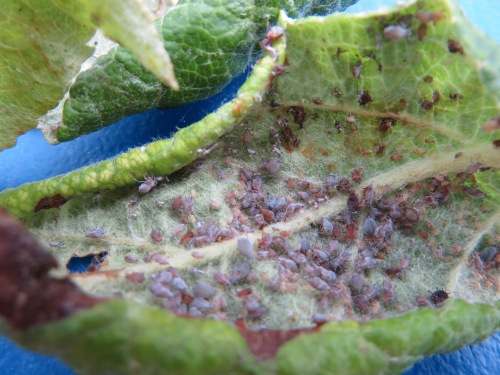 Rosy apple aphid: the most common apple aphid 