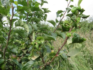 Rosy apple aphid infected shoot: mid-summer 2014 