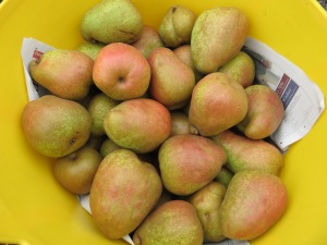 Margueriete Marillat pears 