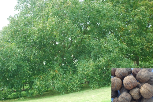 Walnut trees cropping heavily in Kent; inset Broadview walnuts 