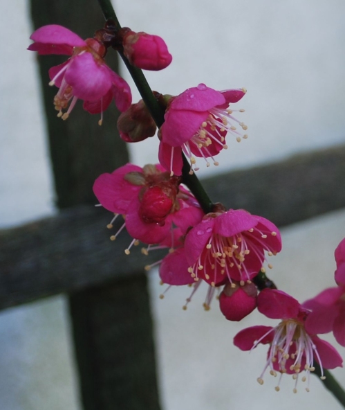 Prunus mume Benichidori