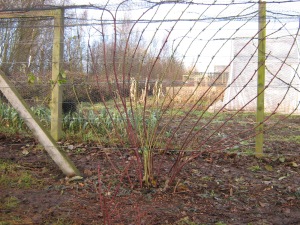 Tayberry during the winter, with new canes trained onto wires 