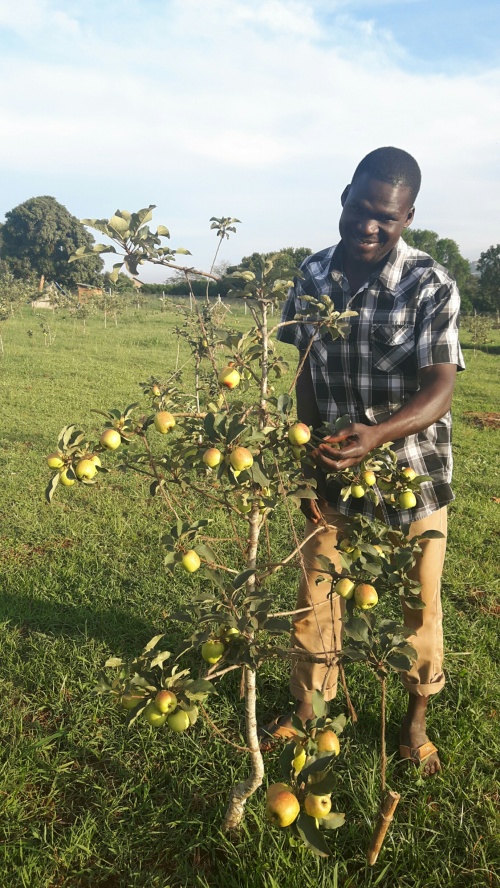 Apple trees growng in Kampala (see comment by Kevin Hauser below). 