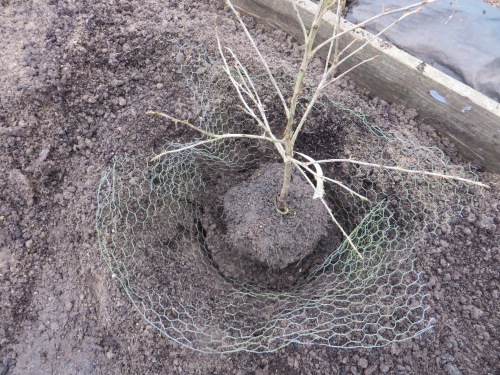 Planting gooseberry bush in a wire netting basket to protect against root damage by voles